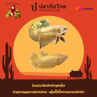 ปลากัดสีทอง 1คู่ ตัวผู้ + ตัวเมีย " Golden " Prang Mall มีรับประกันตลอดการส่ง