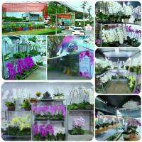 Woww สุดคุ้ม ของขวัญกล้วยไม้จริง ฟาแลนนอปซิสจัดกระถาง สีขาวดอกใหญ่ 2 ต้น ทั่วไทย รับสินค้าเองที่สถานีขนส่งในแต่ละจังหวัด ราคาโปร พรรณ ไม้ น้ำ พรรณ ไม้ ทุก ชนิด พรรณ ไม้ น้ำ สวยงาม พรรณ ไม้ มงคล
