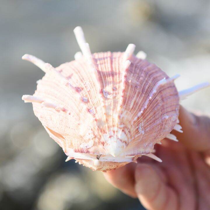 readystock-natural-large-shell-conch-red-chrysanthemum-shell-starfish-specimen-collection-fish-tank-scenery-decoration-window-home-lucky-ornaments-yy