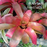 สับปะรดสี สับประรดสี Billbergia ส่งทั้งกระถาง สวนลุงแท็ค