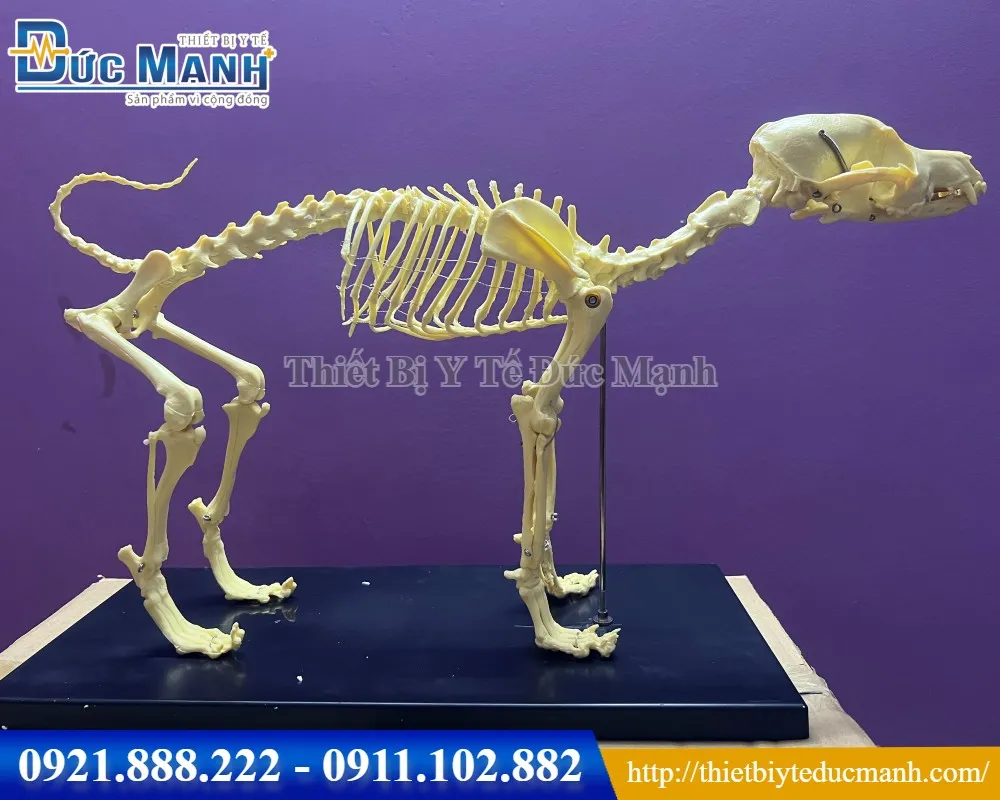 Mô hình bộ xương chó | Lazada.vn