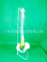 Flexible spinal twist the body teaching model bonesetting skill practice vertebral spine bone model