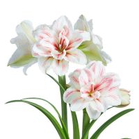 1 หัวว่าน ว่านสี่ทิศฮอลแลนด์ Amaryllis Aquaro หัวขนาด18-24 ซม สินค้านำเข้า แช่เย็นแล้ว