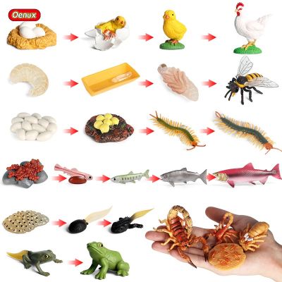 Oenux Life Growth Cycle Simulation Insect Butterfly Frog Chicken Action Figures Animal Model Baby Educational Miniature Kids Toy