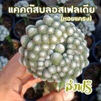 (promotion++) [ถูกที่สุด]แคคตัสบลอสเฟลเดียลิลิพูเทียน่า (หอยแครง)Blossfeldia liliputiana cactus succulent เพชร ไม้อวบน้ำ สุดคุ้มม ต้นไม้ ฟอก อากาศ กระถาง ต้นไม้ ไม้ ประดับ ต้นไม้ ปลูก ใน บ้าน