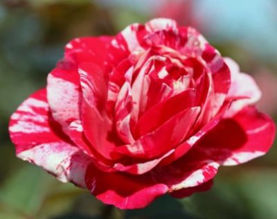 30 เมล็ด เมล็ดพันธุ์ Garden กุหลาบ สตาร์แอนด์สไตร้พส์ Tiger Striped Rose seed สี แดง-ชมพู ดอกใหญ่ นำเข้าจากต่างประเทศ พร้อมคู่มือ