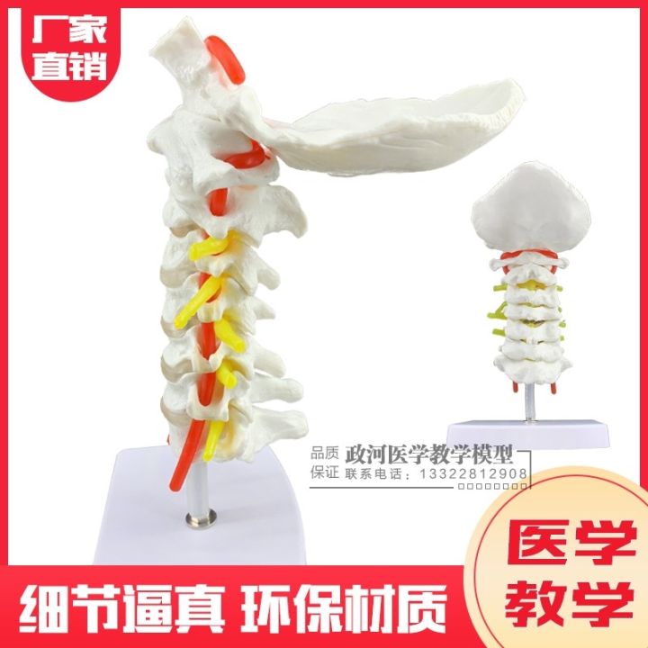 human-cervical-vertebra-model-with-the-neck-cervical-intervertebral-disc-and-the-occipital-nerve-brainstem-model-after-dynamic-joint-bone-model