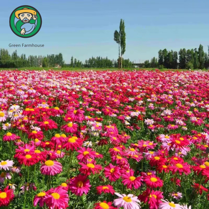Germination rate above 9020seeds/pack Pyrethrum Flower Seeds