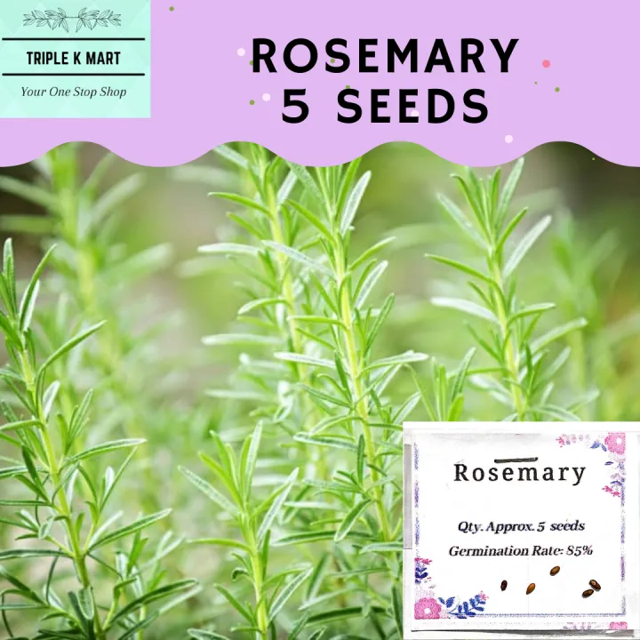Rosemary Herb Seeds for planting and gardening. Good quality and high germination rate Lazada PH