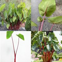 ❤️บอนฮาวาย❤️ ฮาวาเอี้ยนพั๊นท์ Colocasia Hawaiian punch เป็นบอนที่มีสีสันเด่นสะดุดตา ด้วยก้านสีชมพูแดงเข้ม เลี้ยงง่าย ชอบแดด