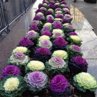 50 เมล็ดพันธุ์ กะหล่ำประดับ (Ornamental Cabbage) Cabbage flower Seed มีคู่มือพร้อมปลูก อัตราการงอก 80-85%