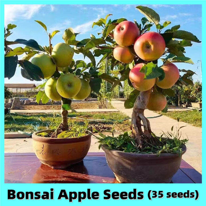 [Easy To Grow In The Philippines] 35 Seeds Edible Apple Tree Seeds