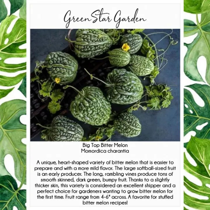 50 Seeds (buy 2 get 1 free) Big Top Bitter Melon for Sale Easy To