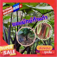 ?สินค้าขายดี?บอนยักษ์ก้านดำ Colocasia Black Magic  (ส่งแบบหน่อตัดใบ)ใบดำที่ใครเห็นก็หลงใหล บอนขนาดใหญ่ โตไวถ้าปลูกริมน้ำ (2หน่อ)