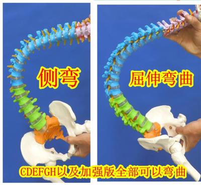Standard of human spine model 1:1 bonesetting cervical spine model lumbar bone model color spine specimen