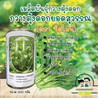 เมล็ดพันธุ์ ผักกวางตุ้งดอกคัดพิเศษ ยอดสุวรรณ แบบกระป๋อง 500 กรัม