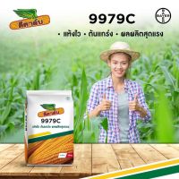 พันธุ์ข้าวโพดลูกผสมดีคาล์บ  9979C  พันธุ์ข้าวโพดสำหรับเลี้ยงสัตว์ ทนแล้ง ปลูกในนาได้ ลำต้นสูง ให้ผลผลิตสูง- ขนาด 10 กก.