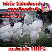 ไก่บราม่ายักษ์ (สีขาวไลท์เกรดAAA สวย 2 ฟอง) ไข่เชื้อ ชุดนี้พ่อแม่พันธ์ุนำเข้า (ภาพจากพ่อแม่พันธุ์ที่ฟาร์มจริงไม่ใช่ภาพก็อปมา) มาตรฐานบราม่าที่แท้จริงไก่ยักษ์ Brahma ประกันเชื้อและแตก 100%