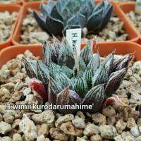 H.Wimii ‘kurodarumahime‘ รหัส A101