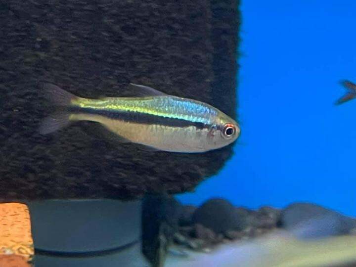 【Su's Aquatic】HYPHESSOBRYCON MELANOSTICHOS / BLACK STRIPE TETRA ...