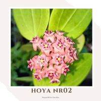 Hoya NR02 โฮย่าดอกชมพู มีกลิ่นหอม