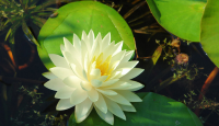 20 เมล็ด บัวสาย (Water lily) บัวอุบลชาติ บัวหลวง ฝรั่ง บัวดอกเล็ก บัวแคระ สายพันธุ์ gonnere สีขาว เหมาะสำหรับปลูกในโหล Waterlilies Lotus Seeds