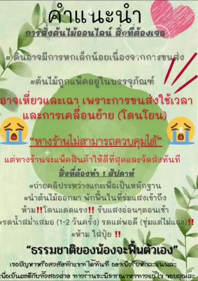 ( โปรโมชั่น++) คุ้มค่า ต้นเบญจมาศเงิน ต้นไม้มงคล ขนาด4”, 5.5” และ 8.8” #ต้นเบญจมาศเงิน ราคาสุดคุ้ม พรรณ ไม้ น้ำ พรรณ ไม้ ทุก ชนิด พรรณ ไม้ น้ำ สวยงาม พรรณ ไม้ มงคล