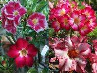 12 เมล็ด เมล็ดพันธุ์ ชวนชม สายพันธุ์ฮอลแลนด์ คละสี Adenium Seeds กุหลาบทะเลทราย Desert Rose ราชินีบอนไซ อัตรางอก 80-90% มีคู่มือปลูก