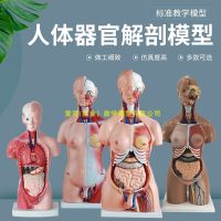 Anatomy of the human body model organs can remove the heart internal medicine teaching model toys