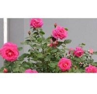 30 เมล็ด เมล็ดพันธุ์ ดอกกุหลาบ สีบานเย็น พันธุ์แคระ กุหลาบจิ๋ว Rose Seed