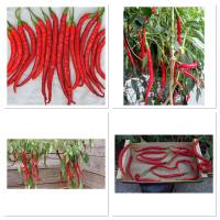 เมล็ดพันธุ์ พริก คาเยนน์ ลองสลิม (Cayenne Long Slim Pepper Seed) บรรจุ 100 เมล็ด