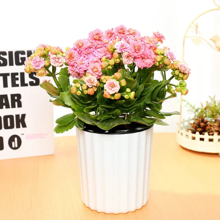 Large Seedling Xiankelai Potted Indoor Flowers Cyclamen Persicum Mill ...