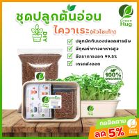 ชุดปลูกต้นอ่อนไควาเระ(หัวไชเท้า) - Organic 100% ( Kaiware - Radish Sprout Kit - Organic ) GREENHUG เมล็ดต้นอ่อน