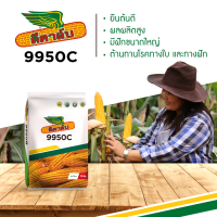 สุดยอด เมล็ดพันธุ์ดีคาล์บ 9950C ยืนต้นดี ทนโรค ฝักใหญ่หักง่าย ให้ผลผลิตสูง มีน้ำหนักดี (10 กก.) ขนาด 3.5 หุน