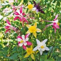 20 เมล็ดพันธุ์ เมล็ด ดอกโคลัมไบน์ (Columbine) ดอกไม้ Colorado Columbine flower Seed อัตราการงอก 80-85%