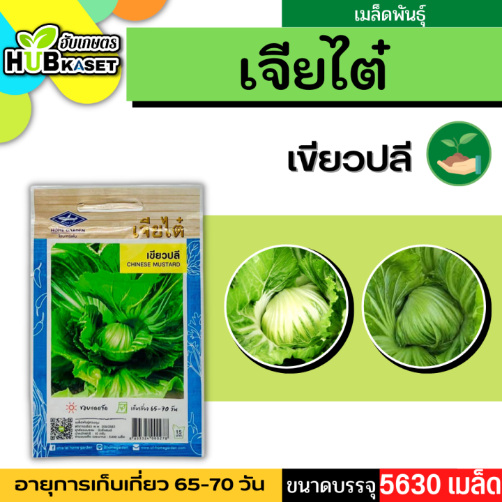 เจียไต๋ 🇹🇭 เขียวปลี ขนาดบรรจุประมาณ 5630 เมล็ด อายุเก็บเกี่ยว 65-70 วัน