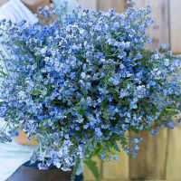 Forget Me Not เมล็ดพันธุ์ฟอเก็ตมีน้อต บรรจุ  70 เมล็ด ดอกไม้แห่งรักแท้ สีฟ้าน่ารักมากๆ