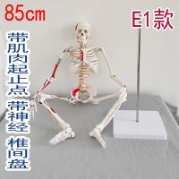 Human body skeleton model 20 cm removable body skeleton medical spinal disc white skeleton 4585 cm