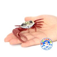 Munich Play - โมเดล Fiddler Crab ปูก้ามดาบ  ขนาด 9.00 CM (จากหาดใหญ่)