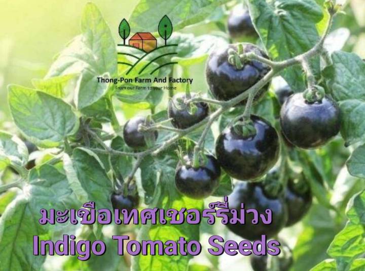 มะเขือเทศ-เมล็ดพันธุ์มะเขือเทศเชอรี่ม่วง-indigo-tomato-seeds-ราคาถูก-ปลูกง่าย-โตไว-บรรจุ-10-เมล็ด