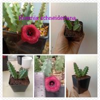 เก๋งจีน Huernia schneideriana ดอกสีแดงกำมะหยี่ ในกระถาง 2 นิ้ว