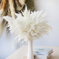 Pampas Grass Natural Bouquet For Boho Wedding DecorDried Flowers Natural Decorative Home Gifts For Women Diy Reed Free Shipping