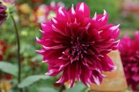 35 เมล็ด Flower Seeds เมล็ดพันธุ์ Dahlia Spectacular สายพันธุ์ยุโรป ดอกรักเร่ นำเข้าจากอังกฤษ ดอกใหญ่  Dahlia Flower Seeds