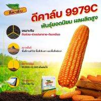 ? ข้าวโพด  9979C ดีคาล์บ แห้งไว ลำต้นแข็งแรง ผลผลิตสูง