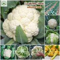 เมล็ดกะหล่ำดอก Cauliflower Seeds for Planting Vegetable Seeds (ประมาณ 200 เมล็ด) เมล็ดพันธุ์ผัก ต้นไม้ฟอกอากาศ พันธุ์ผัก พันธุ์ไม้ผล เมล็ดผัก ผักออแกนิค เมล็ดพันธุ์แท้ ปลูกผัก ผักสวนครัว เมล็ดพันธุ์ คุณภาพดี ราคาถูก ของแท้ 100% ปลูกง่าย ปลูกได้ทั่วไทย ต้น