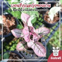 Chanrak.plants บอนสี คุณหญิงทองม้วน Caladium Bicolor