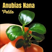 อนูเบียสแคระ / พริตตี้ - ANUBIAS NANA ‘PETITE’ ต้นไม้น้ำ