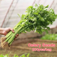 200เมล็ด/ซอง คื่นฉ่ายฝรั่ง เมล็ดพันธุ์ Full Seasons Celery Seeds for Sale Green Vegetable Seeds เต็มไปด้วยคุณค่าทางโภชนาการ เมล็ดพันธุ์ผัก ผักสวนครัว Flowers Plants Seeds เมล็ดผัก เมล็ดพืช ผักสวนครั เมล็ดพันธุ์พืช เมล็ดดอกไม้ เมล็ดพันธุ์ผัก เมล็ดผักต่างๆ