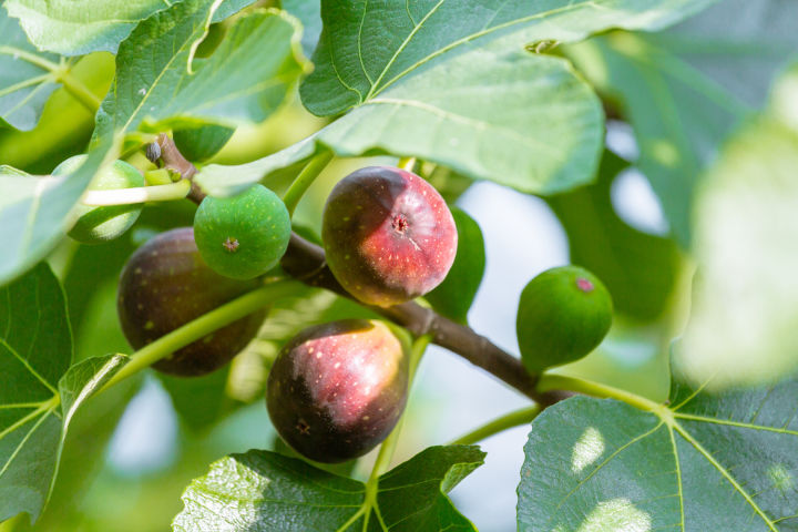 พันธุ์-long-daout-figs-ต้นมะเดื่อฝรั่ง-ต้นสมบูรณ์มาก-รากแน่นๆ-มีผลขนาดใหญ่-จัดส่งพร้อมกระถาง-6-นิ้ว-ลำต้นสูง-50-ซม-ต้นไม้แข็งแรงทุกต้น
