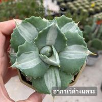 จัดโปร อากาเว่ด่างแคระ Agave isthmensis Ohi Raijin variegata กระบองเพชร ไม้อวบน้ำ cactus&amp;succulent หลากหลายสายพันธ์ ลดราคา ต้นไม้ ต้นไม้มงคล เมล็ดพันธุ์ พรรณไม้